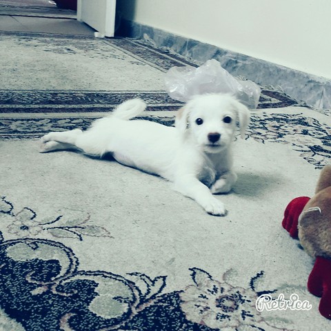 my dog #penny