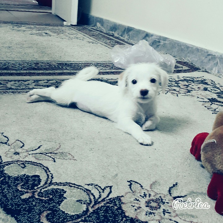 my dog #penny