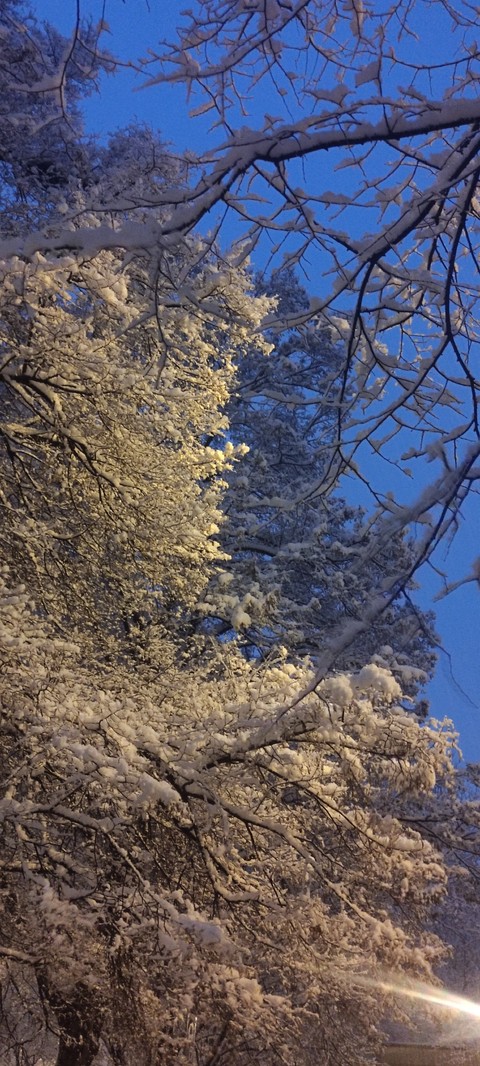 sfondi frost, spring