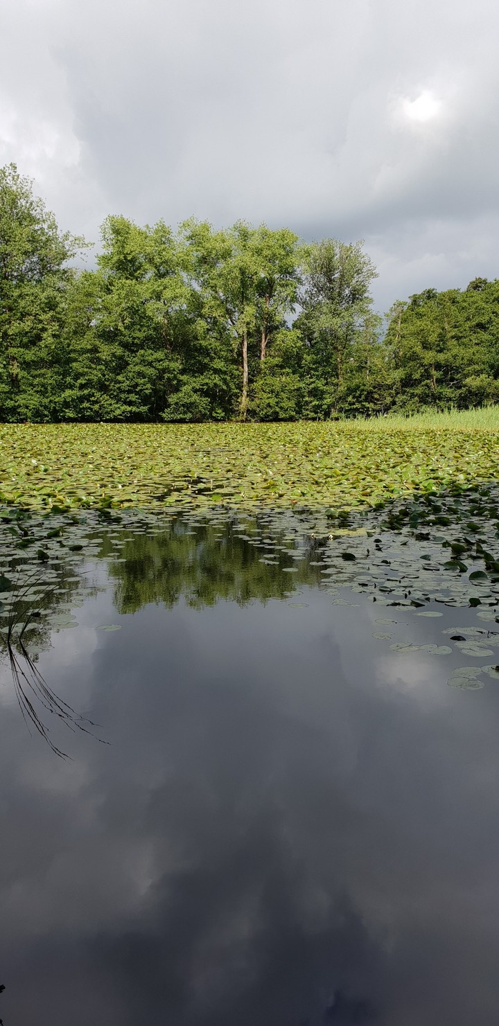 Teich
