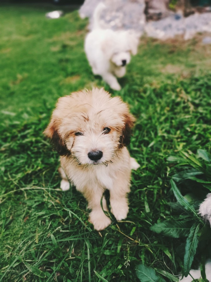 Ginger