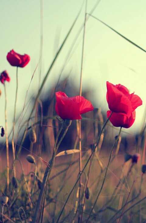 rose