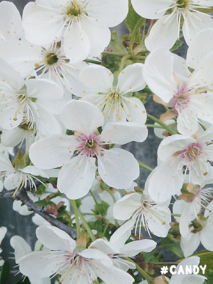 Spring