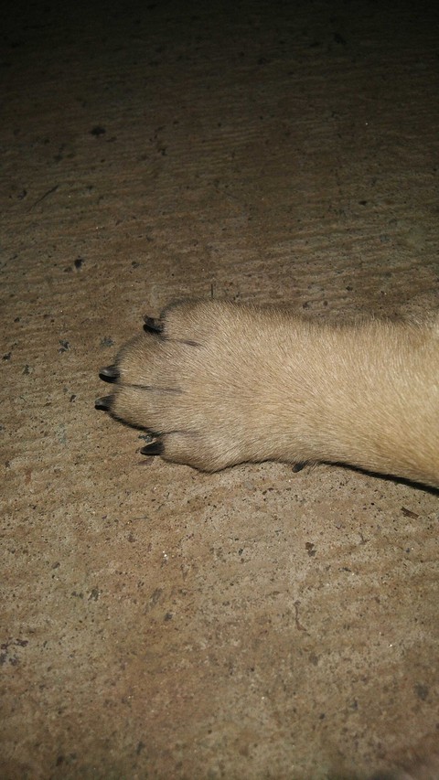 little paw