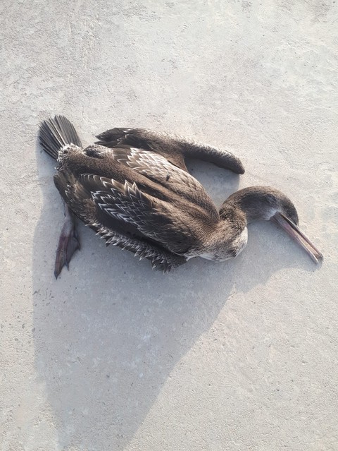 Duck