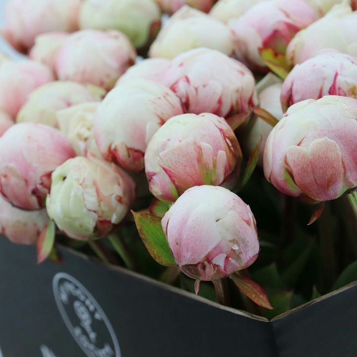 peony