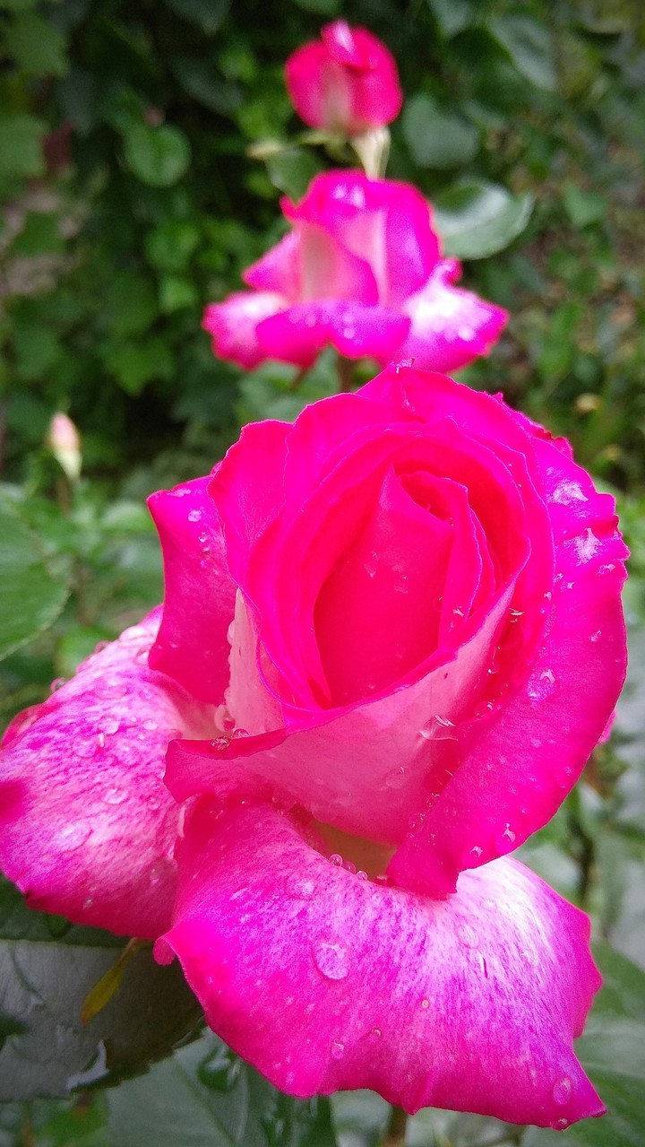 3rose