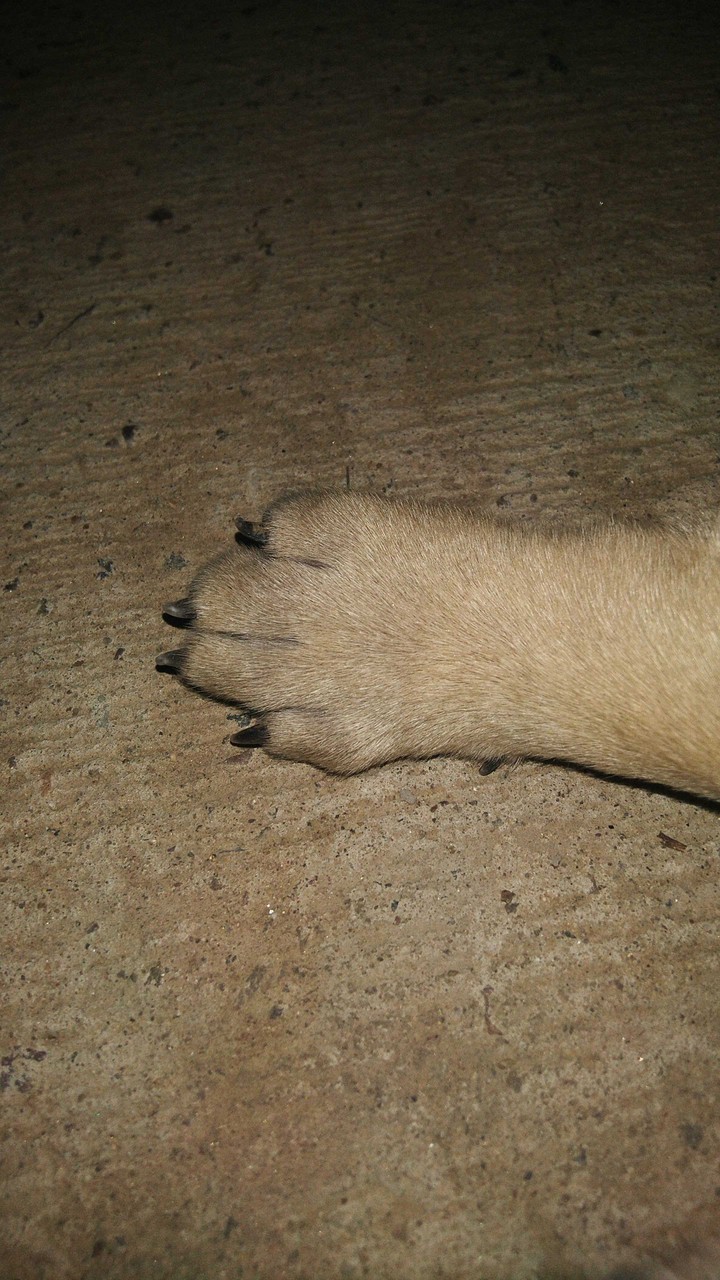 little paw