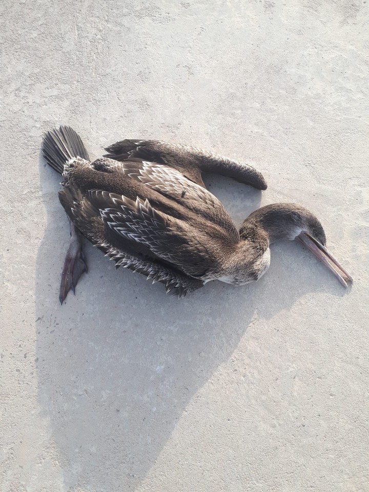 Duck
