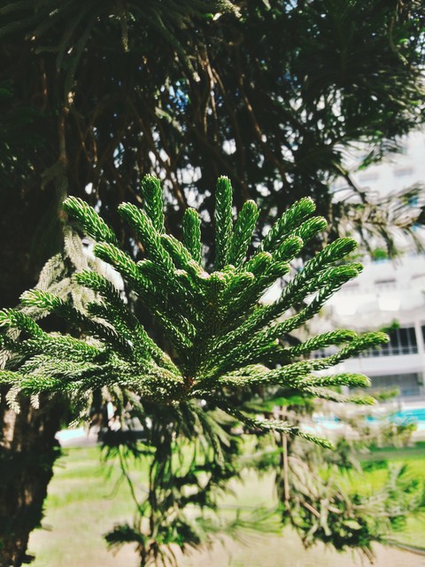 the plant