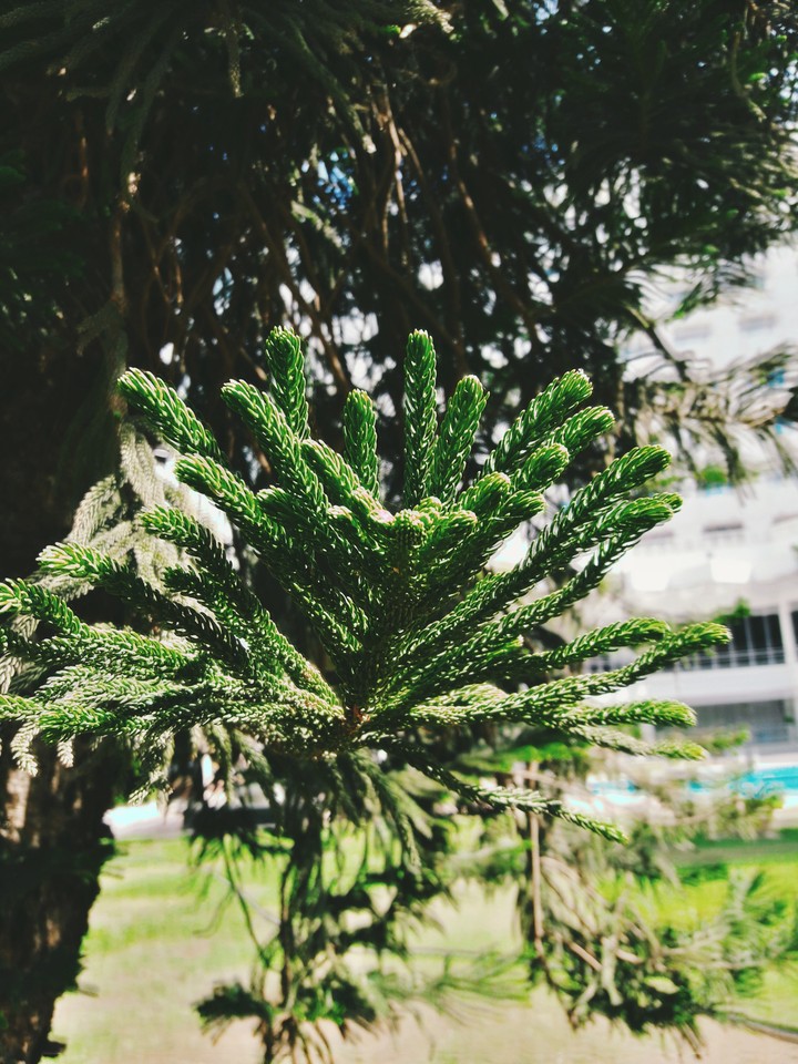 the plant