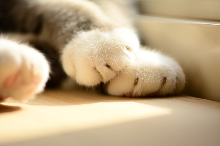 새끼 고양이