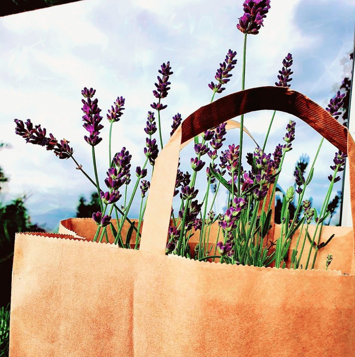 lavanda