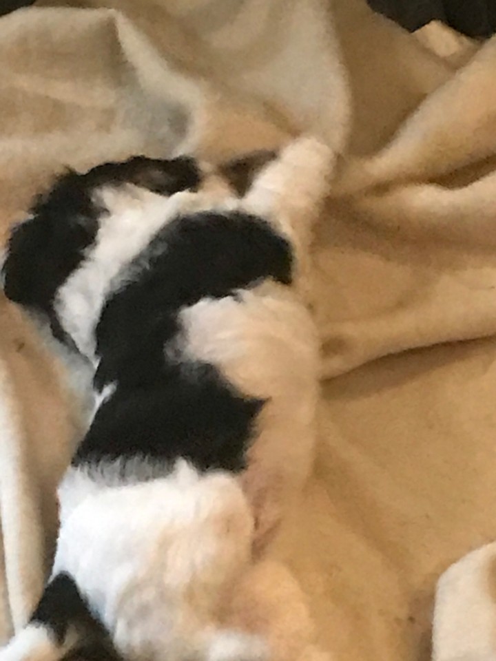 My new puppy!