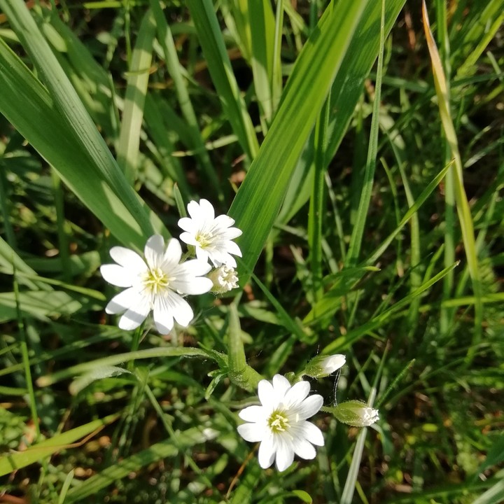 White flowers 