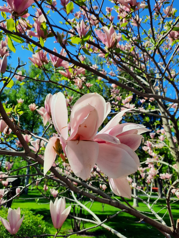 magnolia