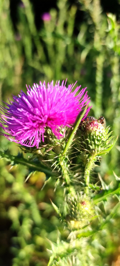 plant, petal Hintergrundbilder