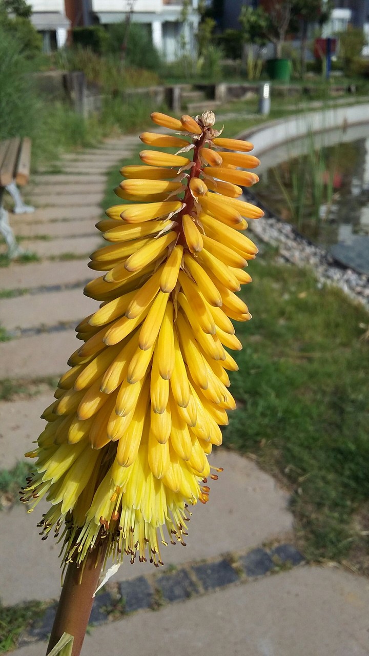 The yellow flower
