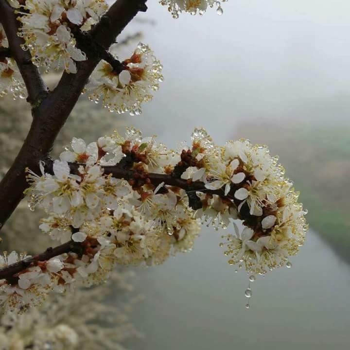 spring come to us, please....