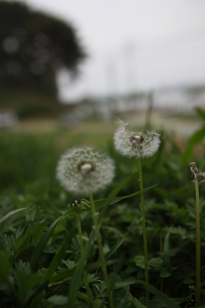 Dandelion