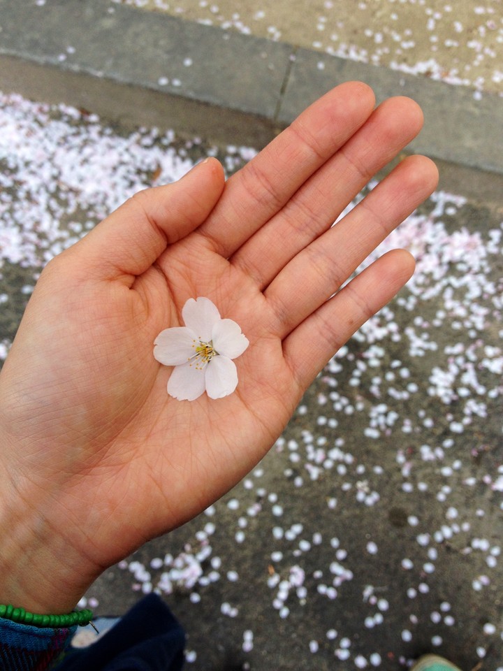 cherry blossoms in my hand