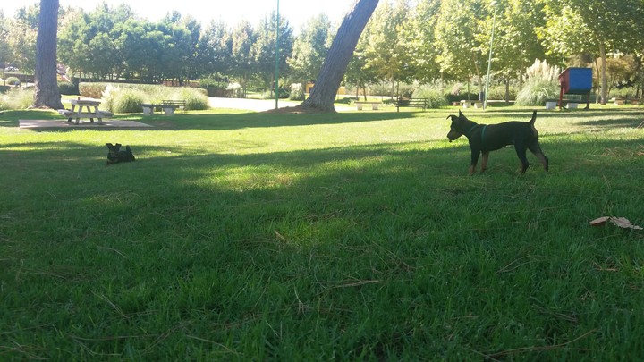 dog