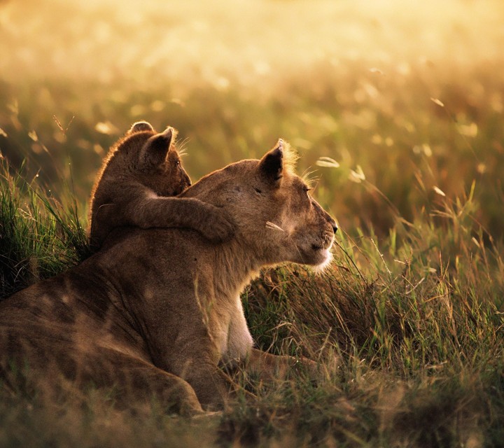 lion