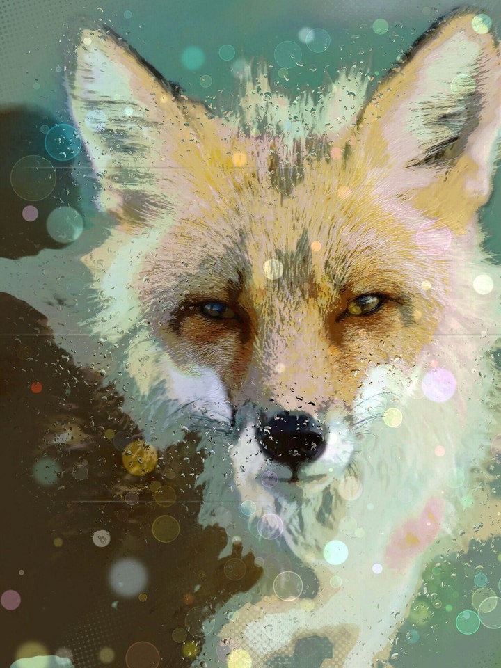 Fox