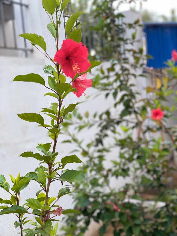 tday morning click