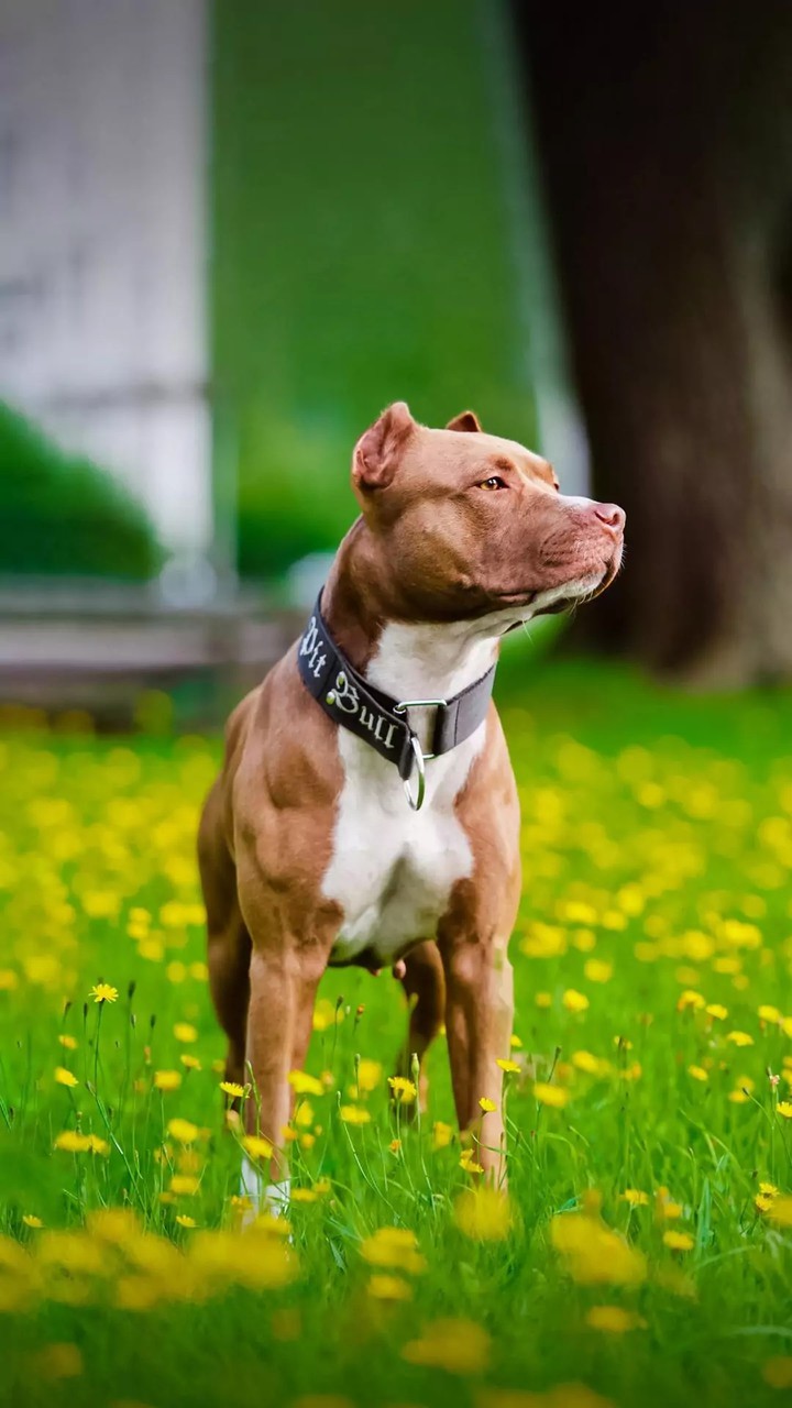 Pitbull...