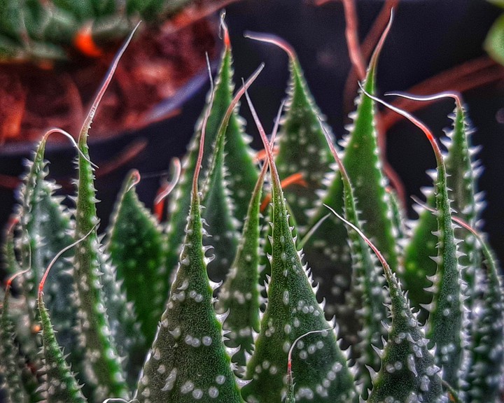 Haworthia