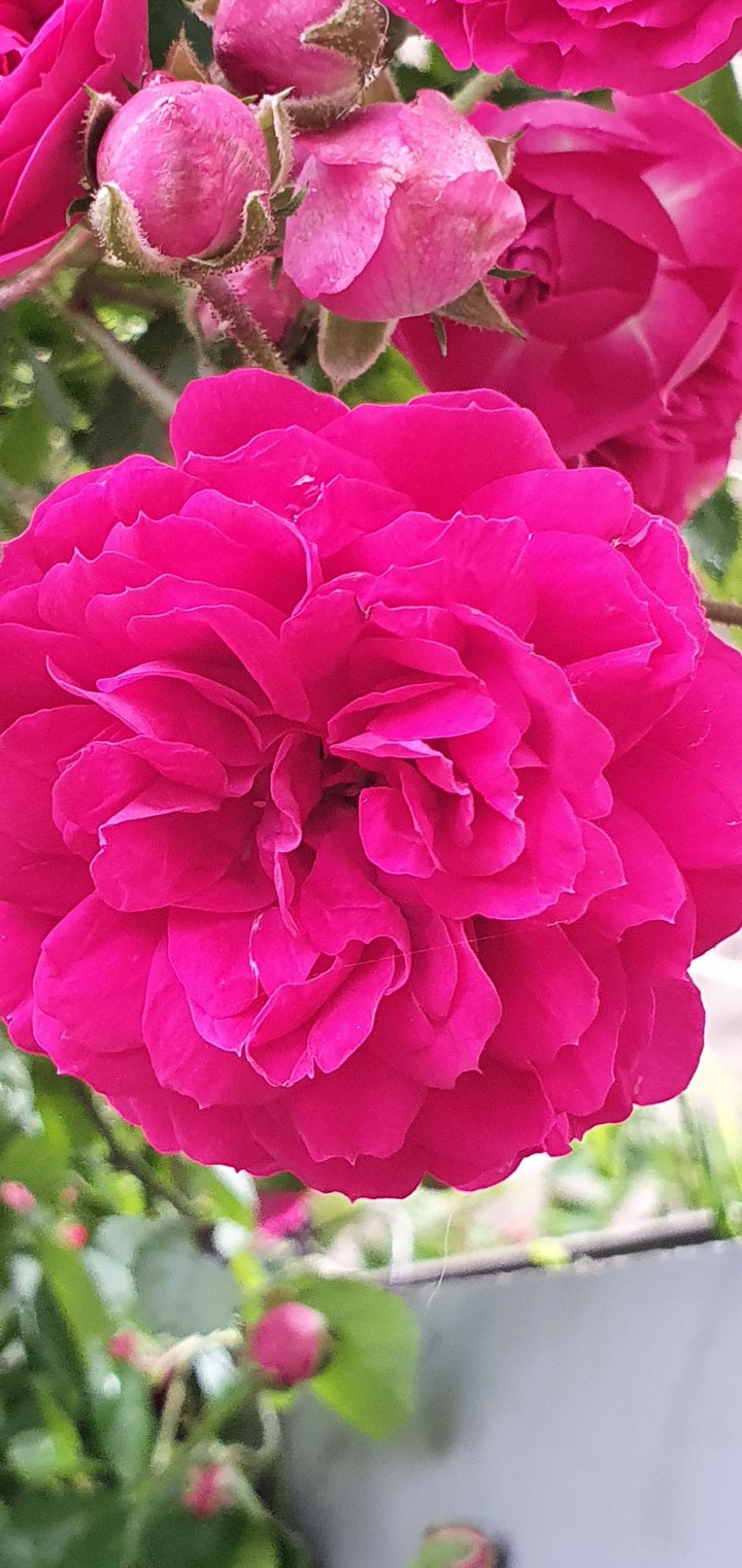flowers