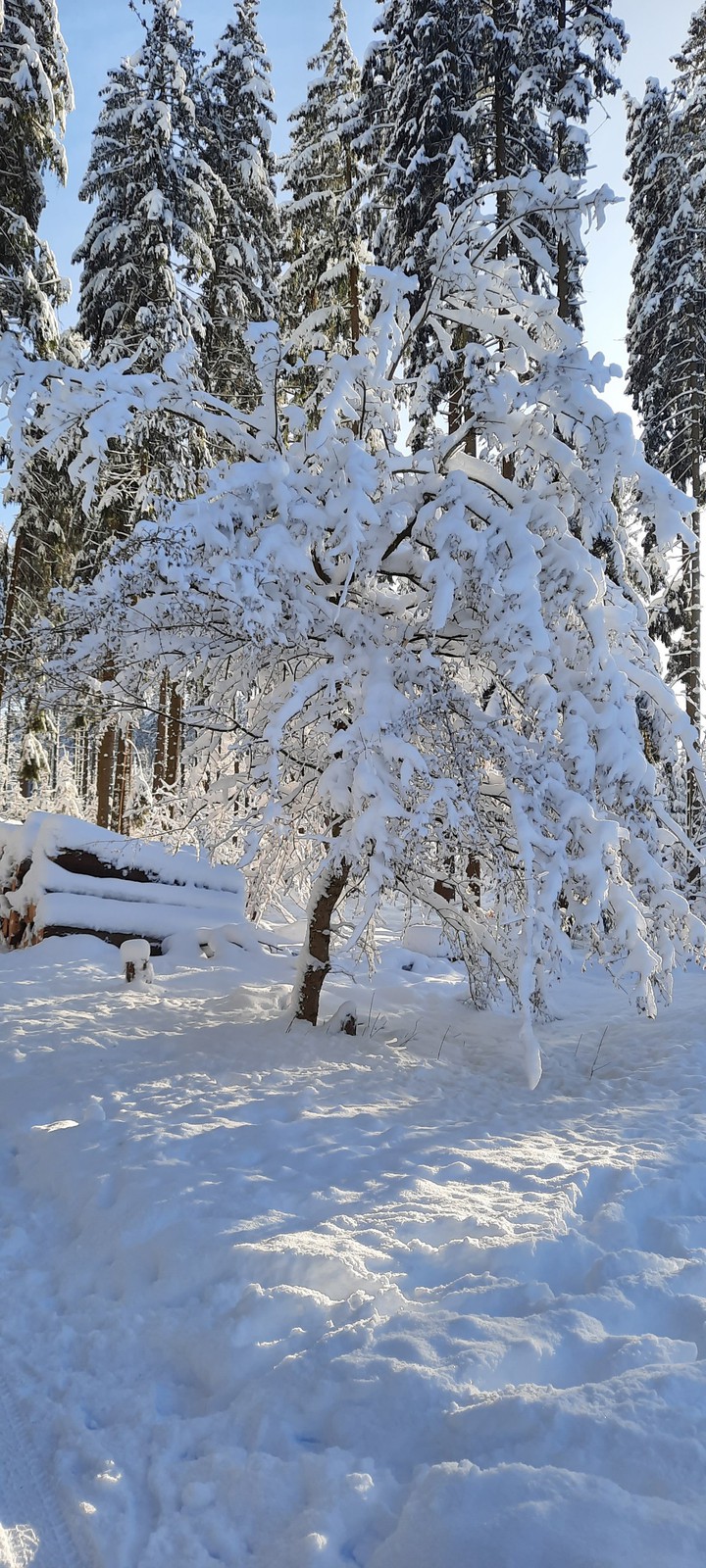 snow tree
