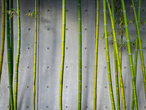 Pipe, cane wallpapers