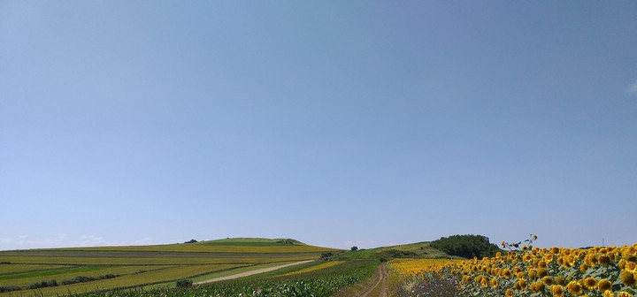 fields