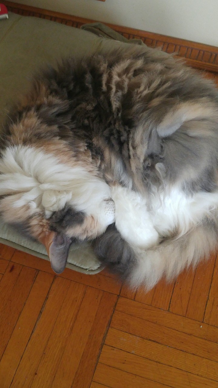 Calico Patches