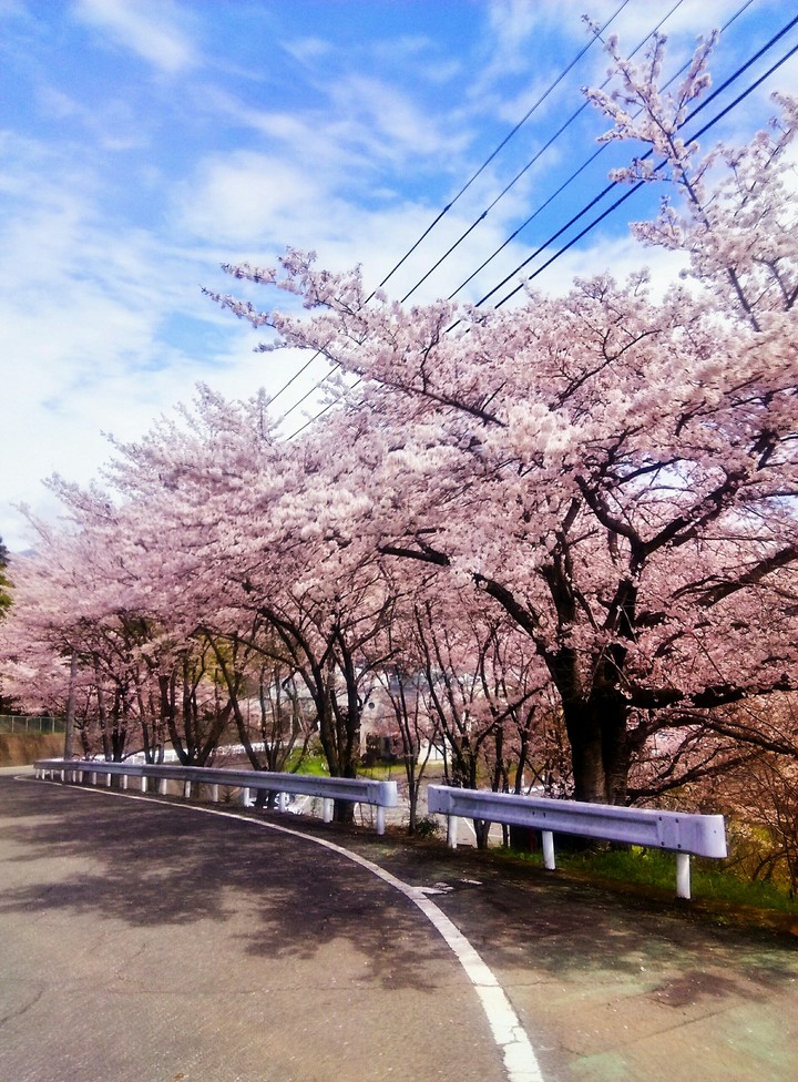 SAKURA