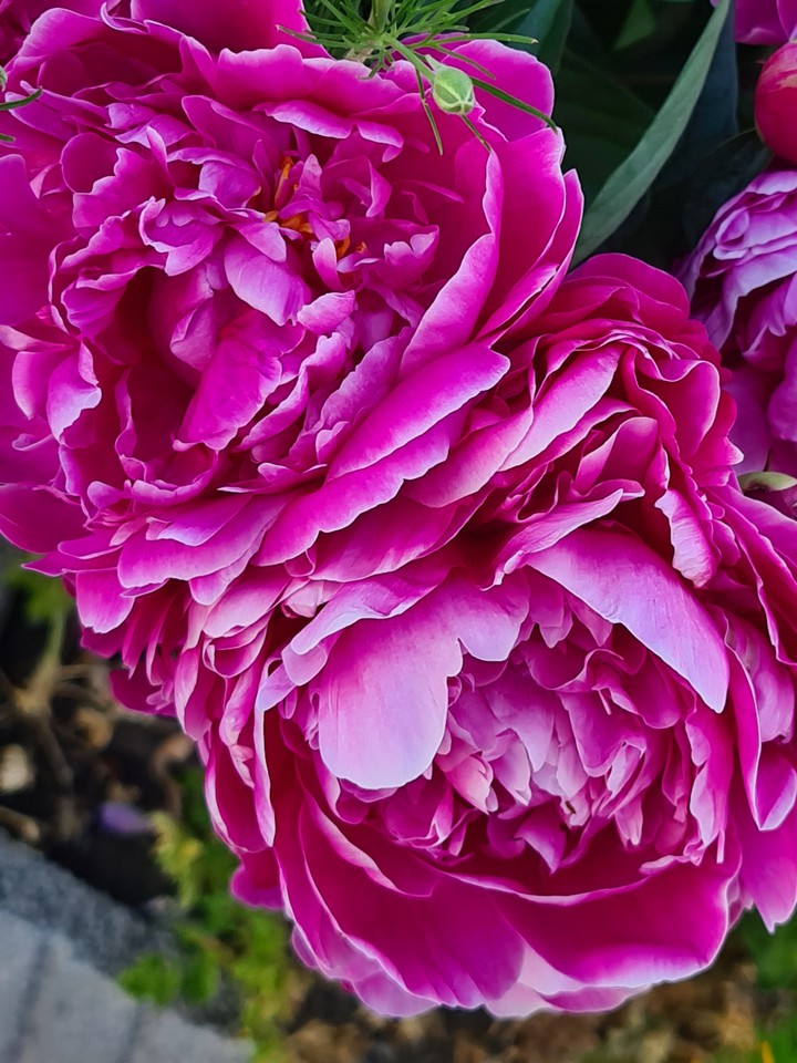 Blumen