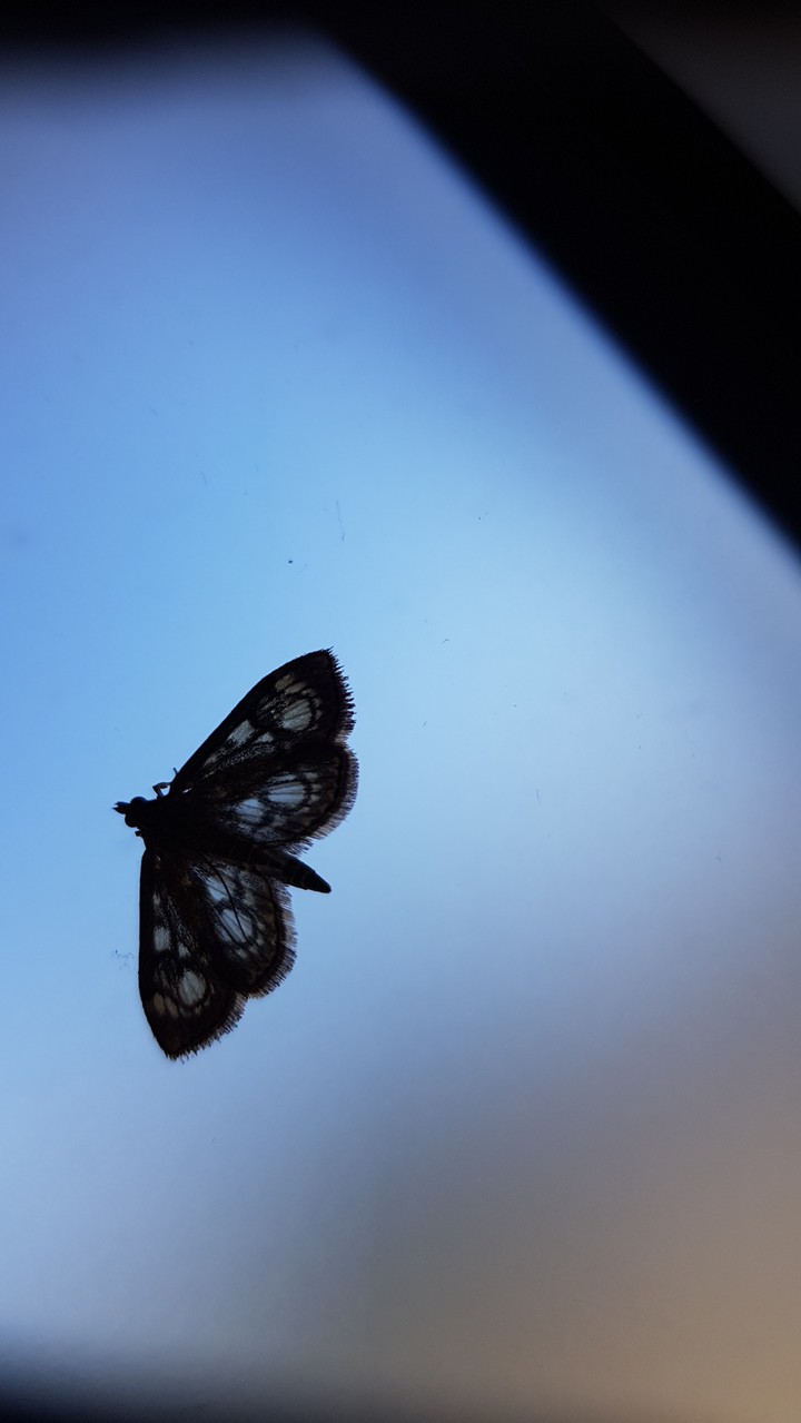 butterfly