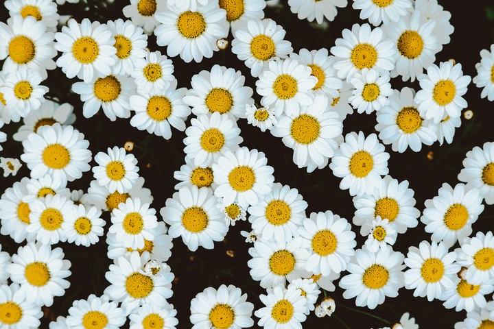 Chamomile
