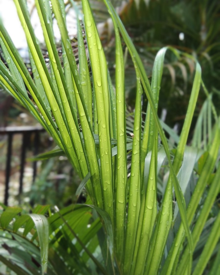 palm leaf