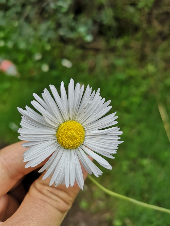 fleur