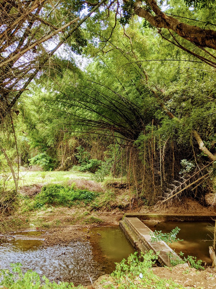 Forgotten Creeks