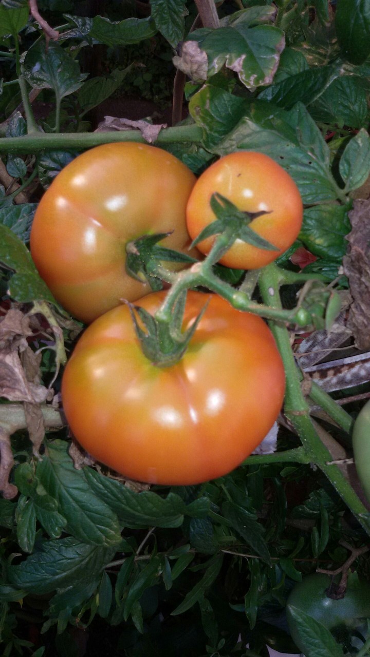 Tomatoes from my garden!!!
