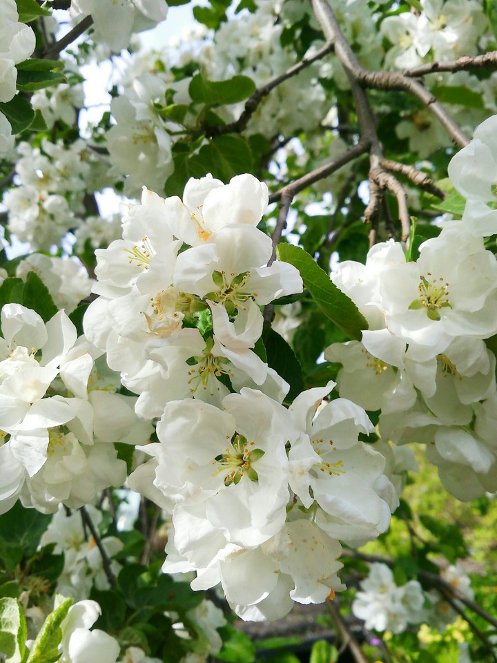 Flowers