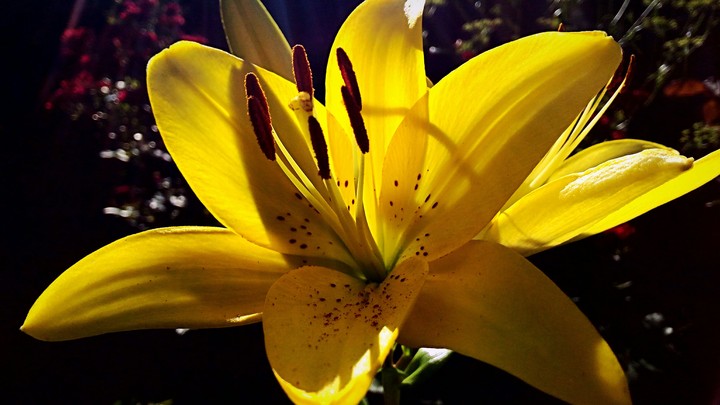 lily