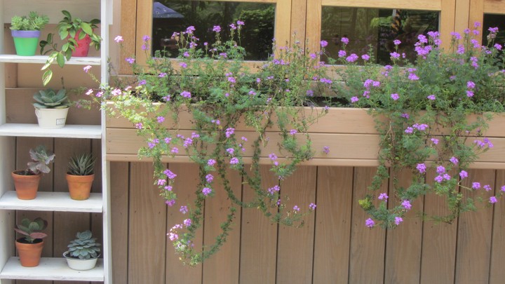 Potted plant