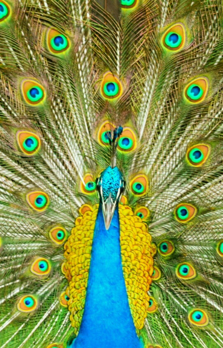 Peacock