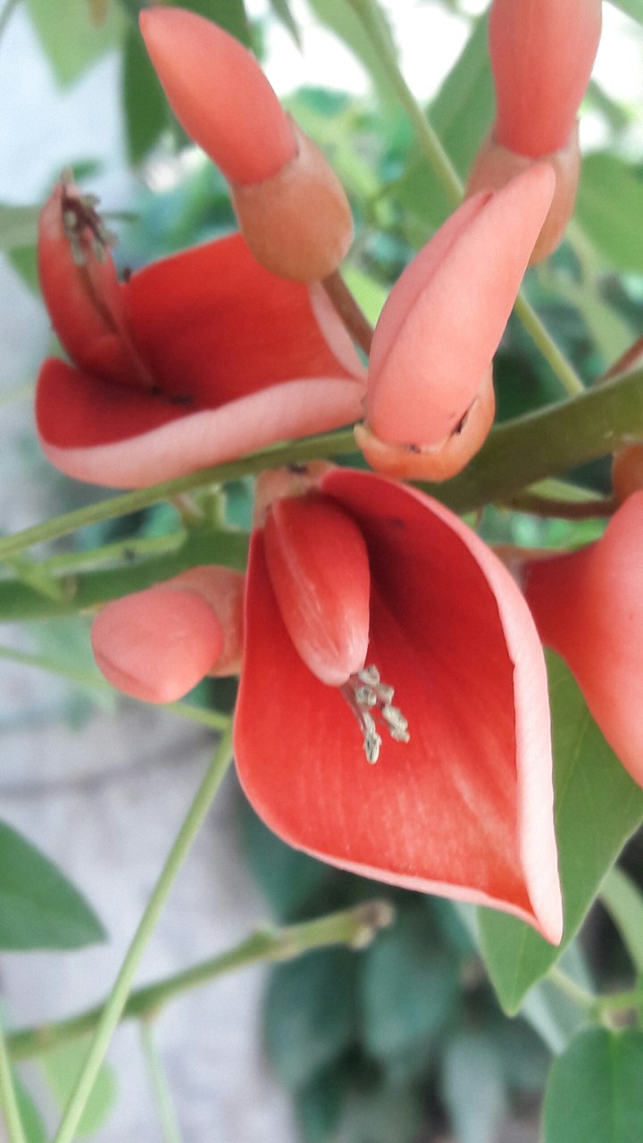 flower