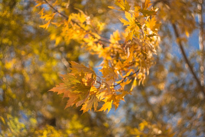 Maple leafs,  autumn